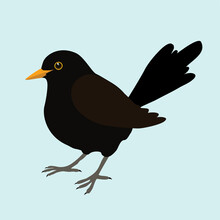 Print
An Illustration Of A Blackbird. It's A Male Bird And The Background Is Pale Blue. The Bird Is Cut Out.