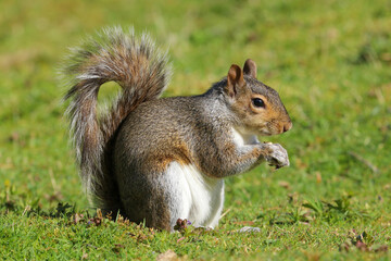 Wall Mural - Close up of a Grey Squirrel, sciurus carolinensis, sitting in a field eating.
