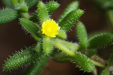 Small Delosperma Echinatum Flower Close-up