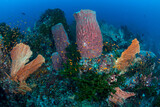 Fototapeta Do akwarium - Shot of Pulau Weh Island underwater scenery. Indonesia. Lots of schooling fishes and healthy corals.Banda Aceh.Indonesia