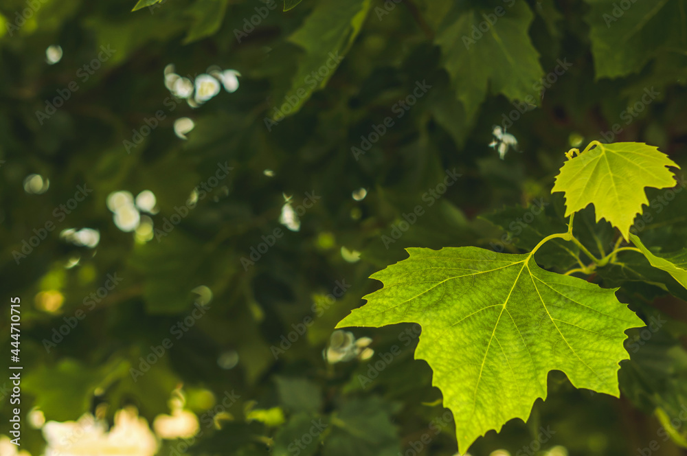 Young maple leaves on a summer afternoon in a city park. - obrazy, fototapety, plakaty 