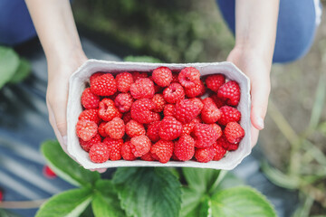 Wall Mural - Girl picking raspberries and showing in hands