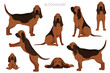 Bloodhound clipart. Different coat colors and poses set