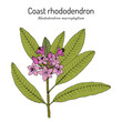 Coast rhododendron rhododendron macrophyllum , state flower of Washington