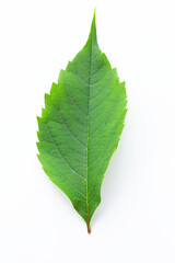 Canvas Print - Green leaf of wild grapes on a white background.