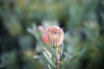 Sticker - Flowers at sunrise