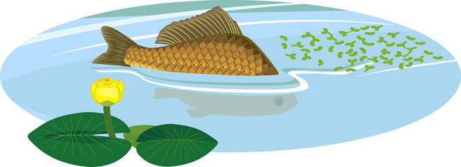 Wall Mural - Back fin of crucian carp fish sticking out of water during spawning and yellow water-lily plant