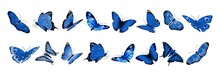 Realistic Blue Butterflies. Flying Butterfly, Isolated Bright Insects Collection. Decorative Spring Summer Forest And Garden Wild Animals Vector Set