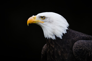 portrait of a proud pretty bald eagle seen from the side on a black background