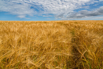 Summer landscape with a field of wheat