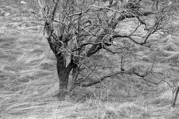 Poster - dry grass and bare tree