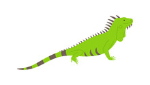 Wild Green Iguana Lizard Side View Flat Vector Illustration Isolated On White.