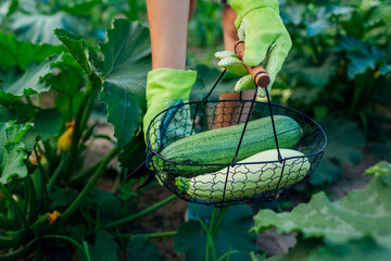 Gardener harvesting zucchini in summer garden, holding them in metal basket. Close up of green and white vegetables