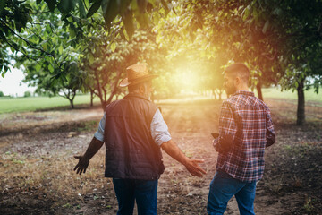 Wall Mural - farmers walking through orchard and talking