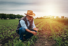Man Examining Root Of Corn Plant On Field