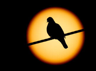 Wall Mural - Ruddy Ground-Dove Sun silhouette