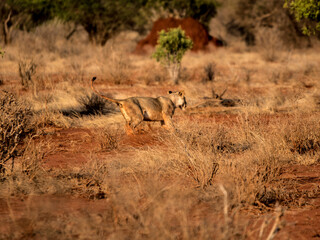 Wall Mural - The lion runs hunting in the wild African savannah