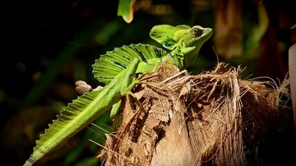 Wall Mural - Green Basilisk - Basiliscus plumifrons also called the green basilisk, the double crested basilisk, or the Jesus Christ lizard, species of lizard in the family Corytophanidae, reptile resting on sun.