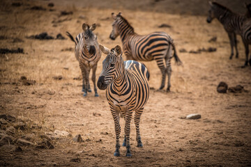 The zebras family grazes in the wild African savannah