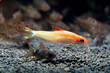Xanthic Red Line Torpeedo Barb (Sahyadria denisonii var.) beautiful fish from captive breeding by human