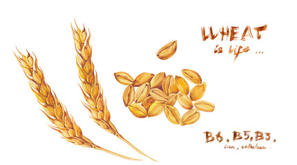 A set of wheat ears , a handful of grains and inscriptions in watercolor. Print, postcard, calendar or poster.