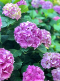 Fototapeta Paryż - background with pink hydrangea flowers at garden