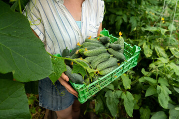 Aufkleber - Woman farmer with box of ripe cucumbers in greenhouse at organic farm	
