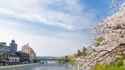 Wall Mural - 京都タイムラプス　春　満開の桜