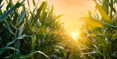 Wall Mural - Maize or corn on agricultural field in sunset with sunshine