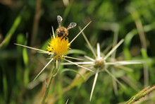 Yellow Star Thistle And Bee. Centaurea Solstitialis, Flower.