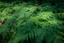 Dense Thickets Of Ferns In The Forest