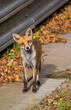 Young Fox Cub curiosity gets the better of it in Surrey, UK