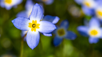 Wall Mural - Beautiful Patch of Bluets Blooming Along the Blue Ridge Parkway