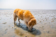 Cute Golden Retriever digging in the wadden sea at dog beach sahlenburg in cuxhaven