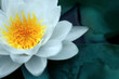 Closeup view of beautiful lotus on water, symbolic flower in Buddhism. Indian religion