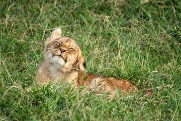 Wall Mural - You lion cub, panthera leo, shakes his head. He is lying in the long grass of the Masai Mara