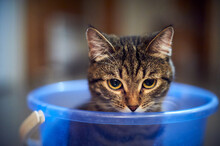 Sad Kitten. Kitten Sitting In A Bucket