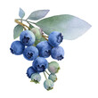 © Tatiana - Blueberry sprig with berries and green leaves hand painted in watercolor isolated on a white background. Watercolor illustration. Blueberry