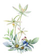 Floral composition of the Star of Bethlehem flowers, blueberries, edelweiss flowers and green leaves hand painted in watercolor isolated on a white background. Watercolor floral illustration. Bouquet
