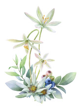 Floral Composition Of The Star Of Bethlehem Flowers, Blueberries, Edelweiss Flowers And Green Leaves Hand Painted In Watercolor Isolated On A White Background. Watercolor Floral Illustration. Bouquet