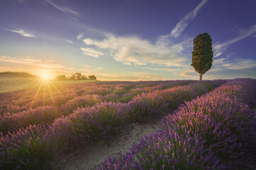 Wall Mural - Lavender fields and cypress tree at sunset. Orciano, Tuscany, Pisa, Italy