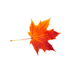 Canvas Print - Red maple leaf on a white background. Beautiful autumn maple leaf for design.