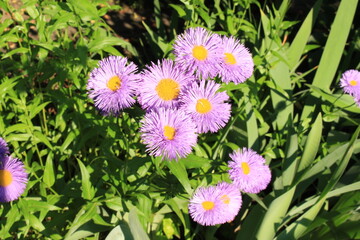 Wall Mural - Lilac aster shrub blooms on a sunny day in the summer garden