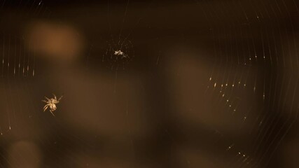 Spider spider web in the wild