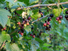 Unripe Black Currant On Branch In Fruits Garden In Summer Day. Black And Green Berries On The Bush