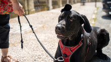 Portrait Of A Large Black Dog In Harness