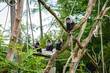 Monkeys at the monkey park De Apenheul The Netherlands.