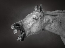 Black And White Headshot Portrait Of A Grey Arabian Horse Braying Like A Donkey