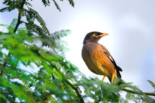  The Myna Is A Bird Of The Starling Family. This Is A Group Of Passerine Birds Which Are Native To Southern Asia, Especially India, Pakistan And Bangladesh.
