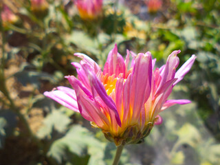 Wall Mural - Cosmos Flower Close up In Garden Flora nature plant leaf pink flowers blossom